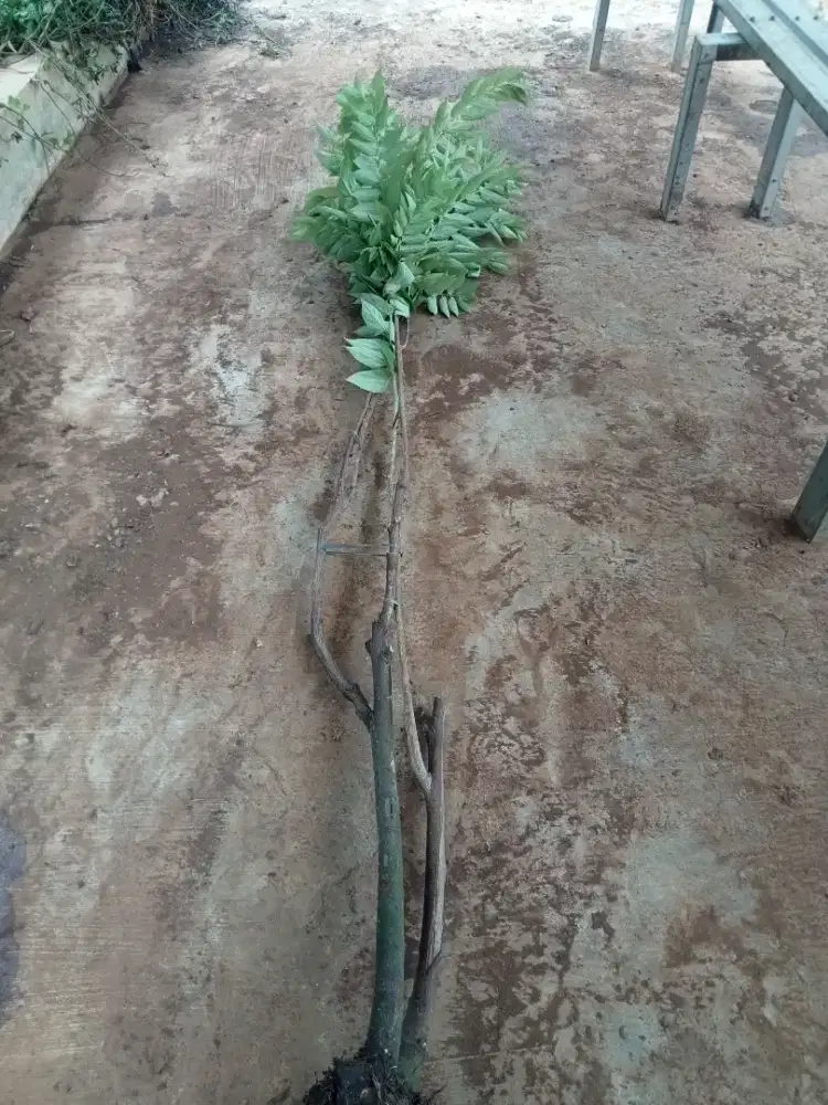 Jual pohon talo/pohon cery