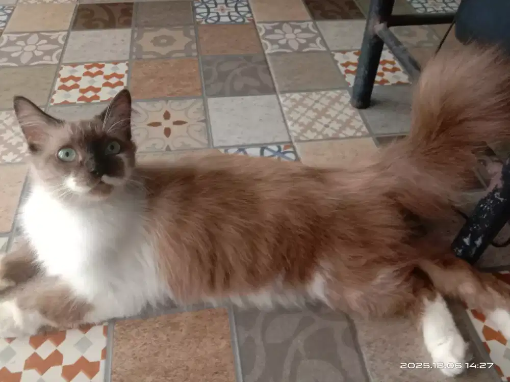 persia jantan usia 7 bln