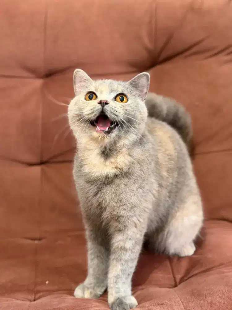 British Shorthair blue cream betina