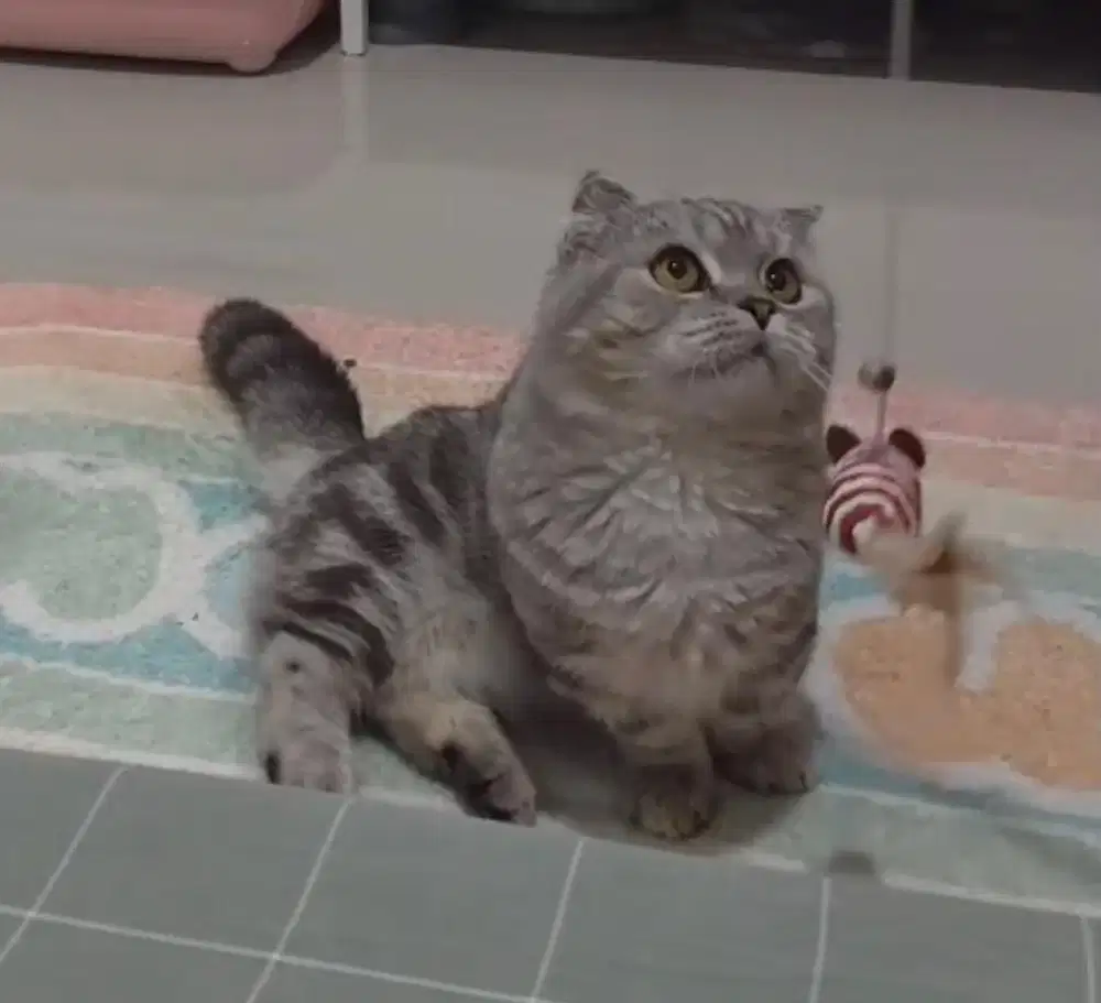 Kucing munchkin scottish fold gaelic british shorthair bsh