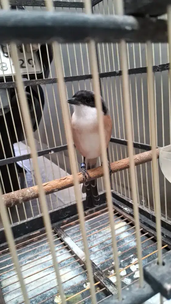 Pentet cendet rajin bunyi