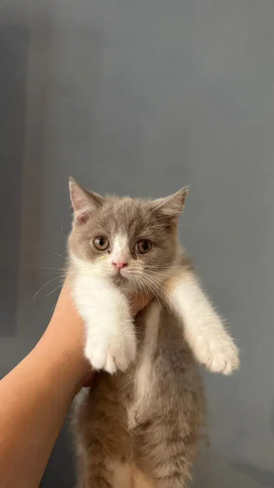 Kucing British Short Hair