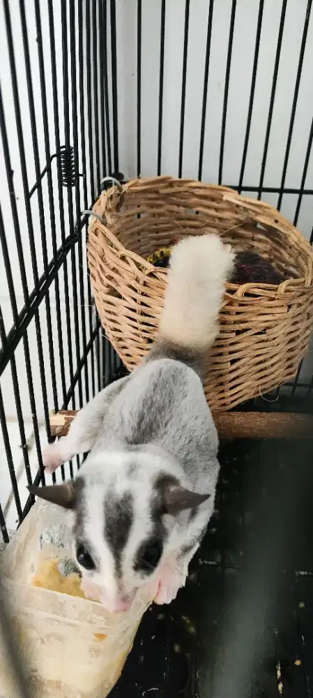 Sugar glidermozaic jinak