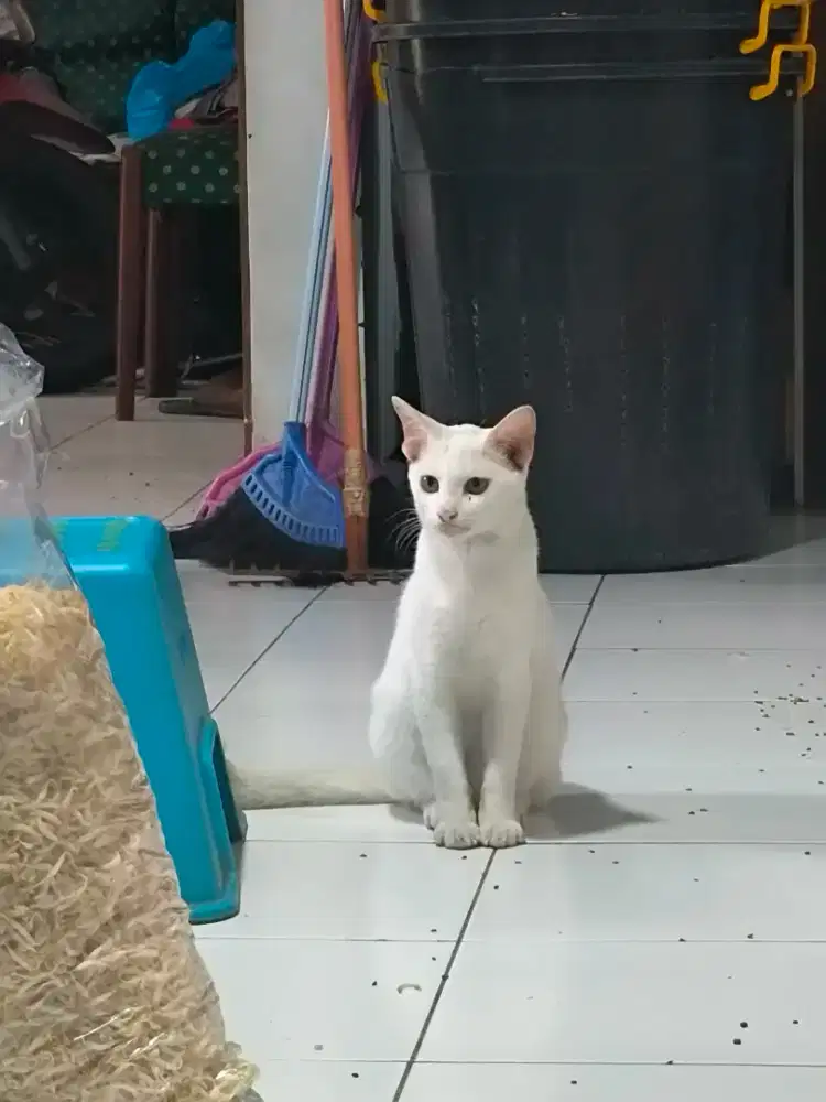 Art serabutan di klinik khusus perempuan