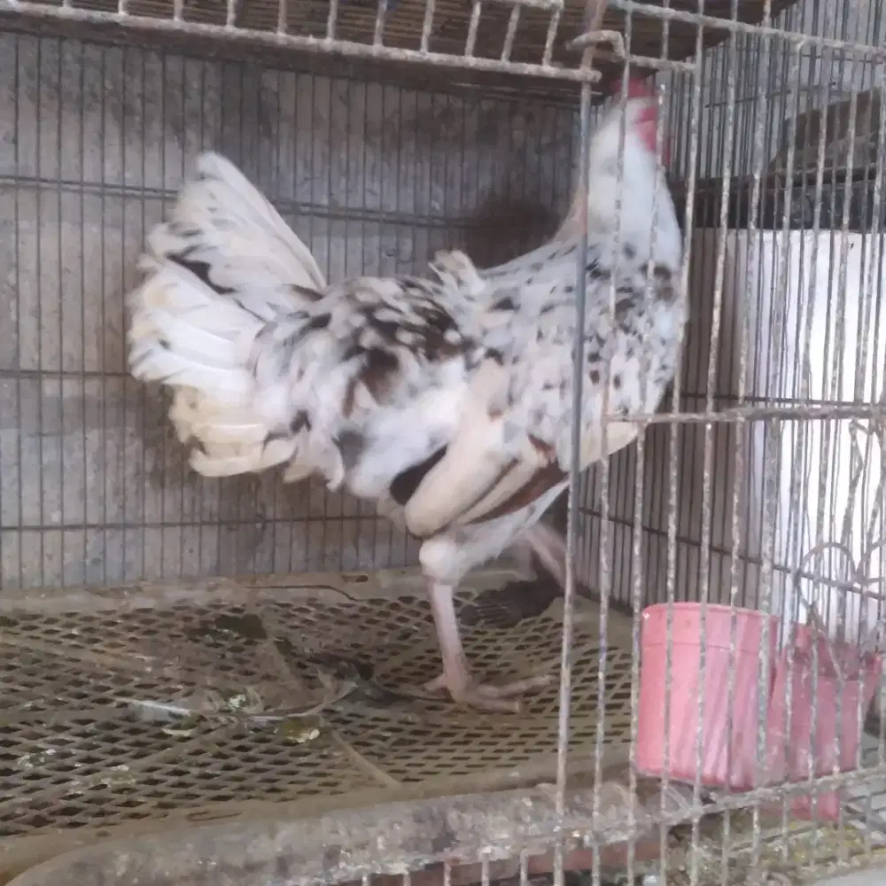 Ayam betina induk ketawa