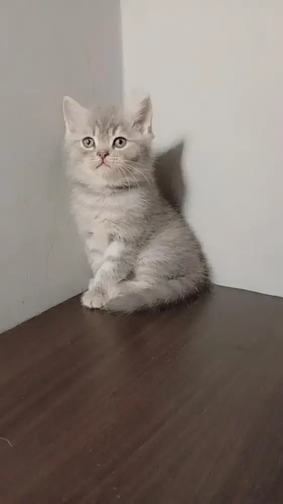 BSH NON PED MOTIF MUJAIR JANTAN