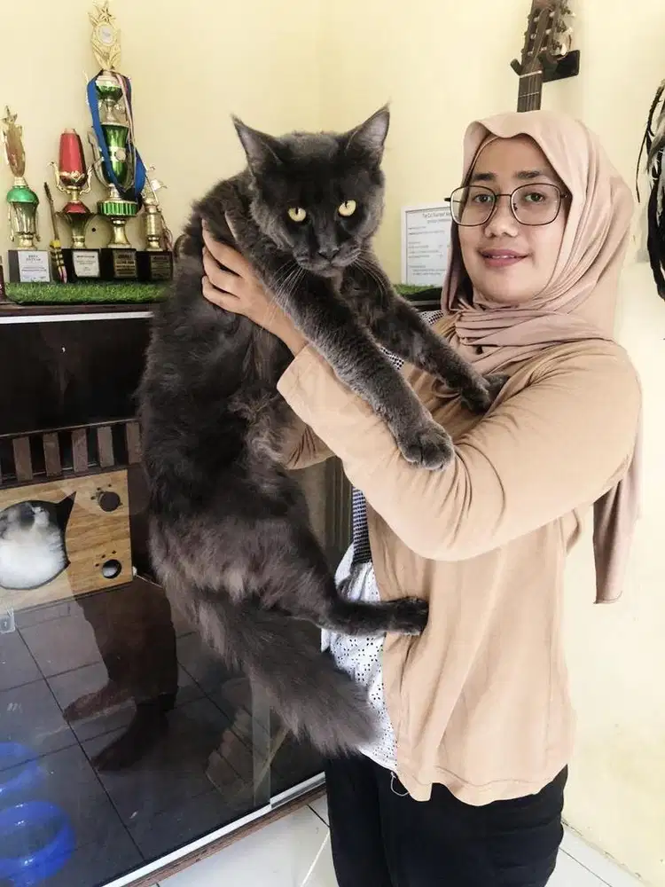 PACAK RAS MAINECOON, COLOUR BLUE, PEDIGREE