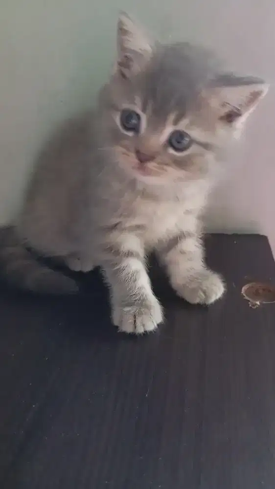 BSH NON PED MUJAIR BETINA