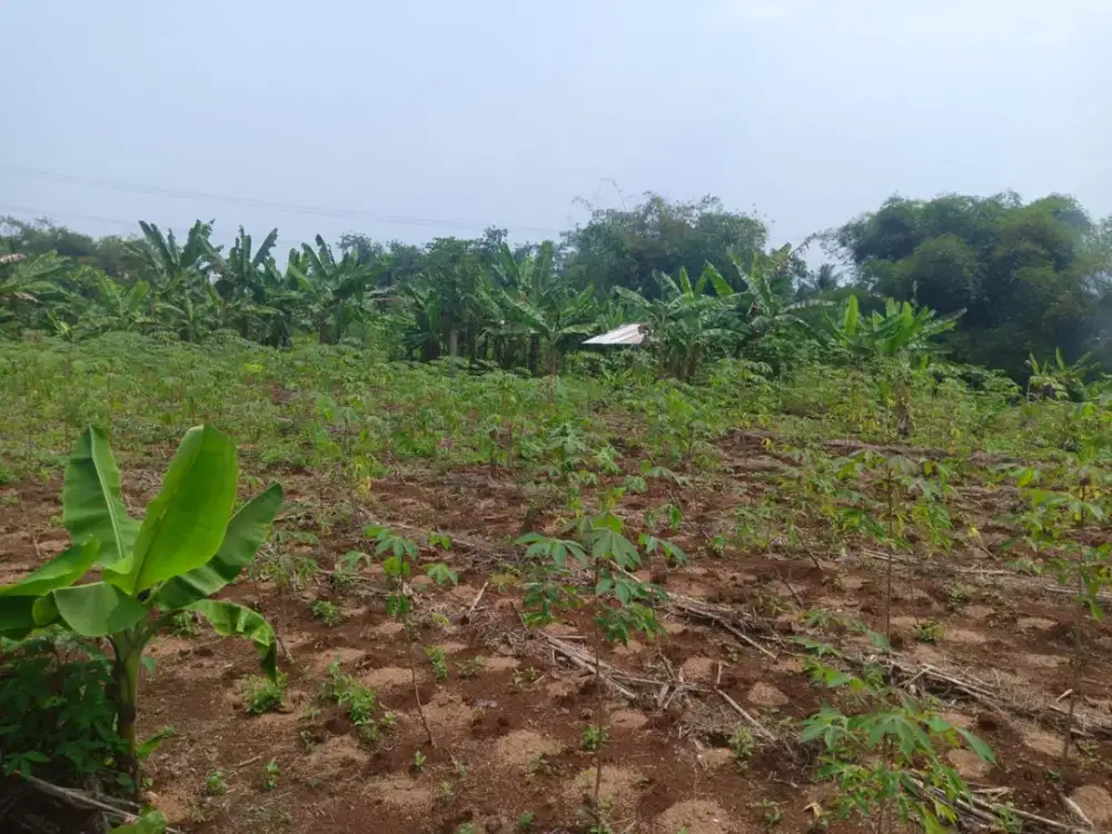 Tanah Cipatat 1,5 Hektar Pinggir Jalan Cocok Buat Investasi