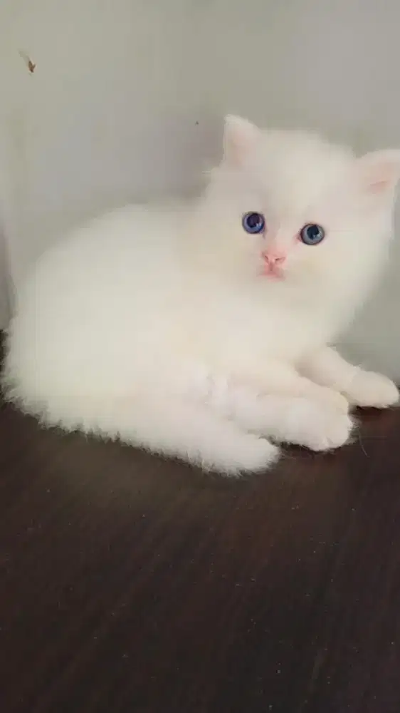 BLH NON PED WHITE SOLID MATA BIRU JANTAN