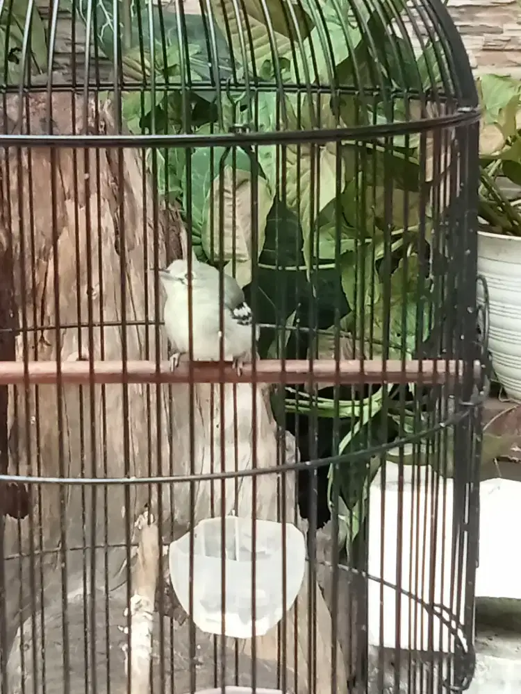 Cipow Gacor Plus Kandang Ebod