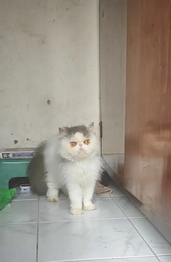 Kucing Betina Peaknose