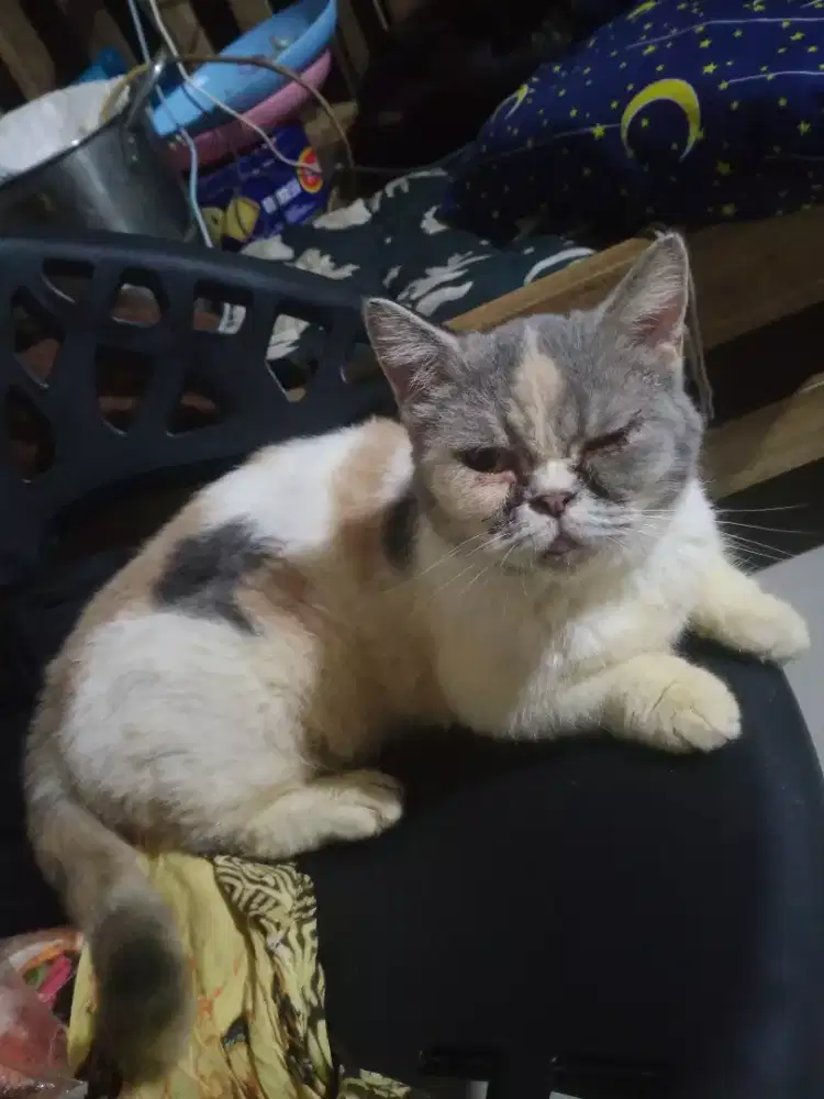 Di jual kucing Persia Munchkin