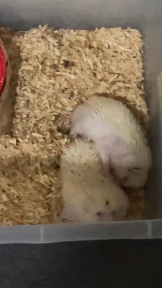 Landak mini albino indukan sepasang