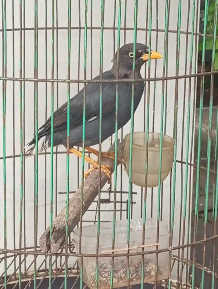 Dijual jalak kebo mata putih