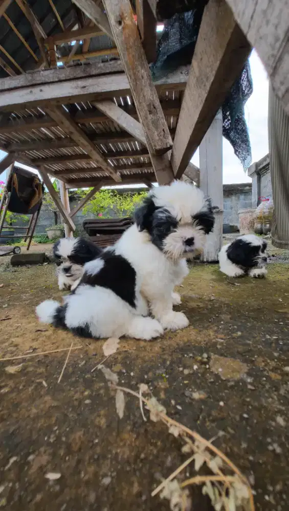 Puppy shitzu jantan & betina