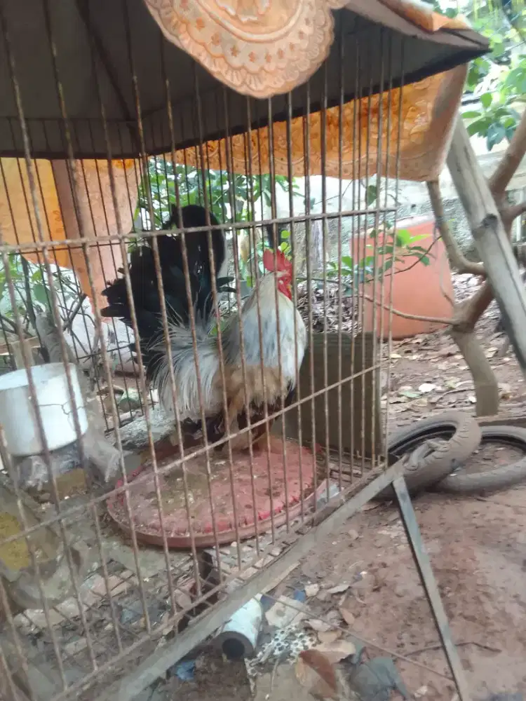 Dijual jenis ayam jago  kate warna gading