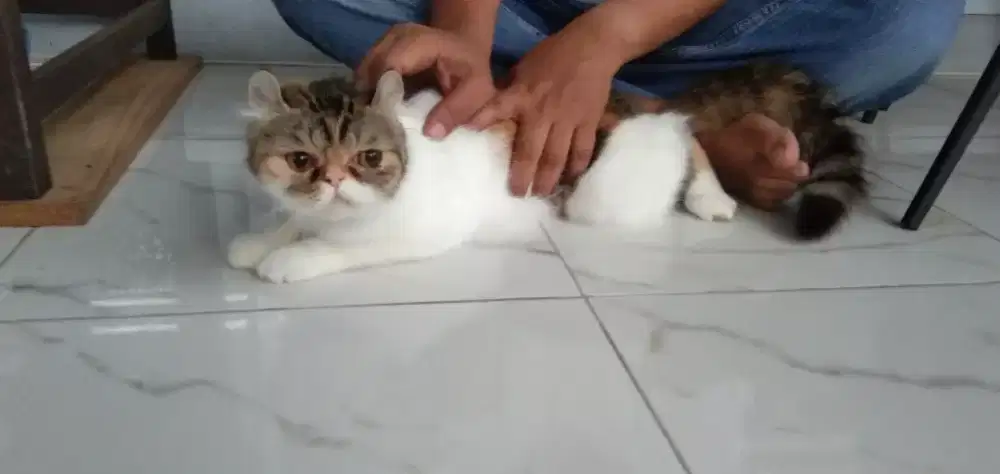 Kucing persia exotic