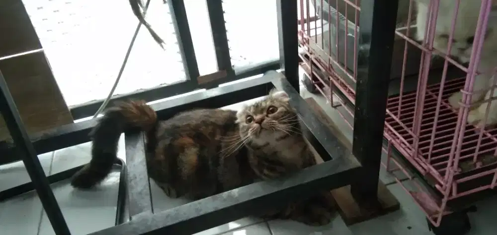 Indukaan kucing persis