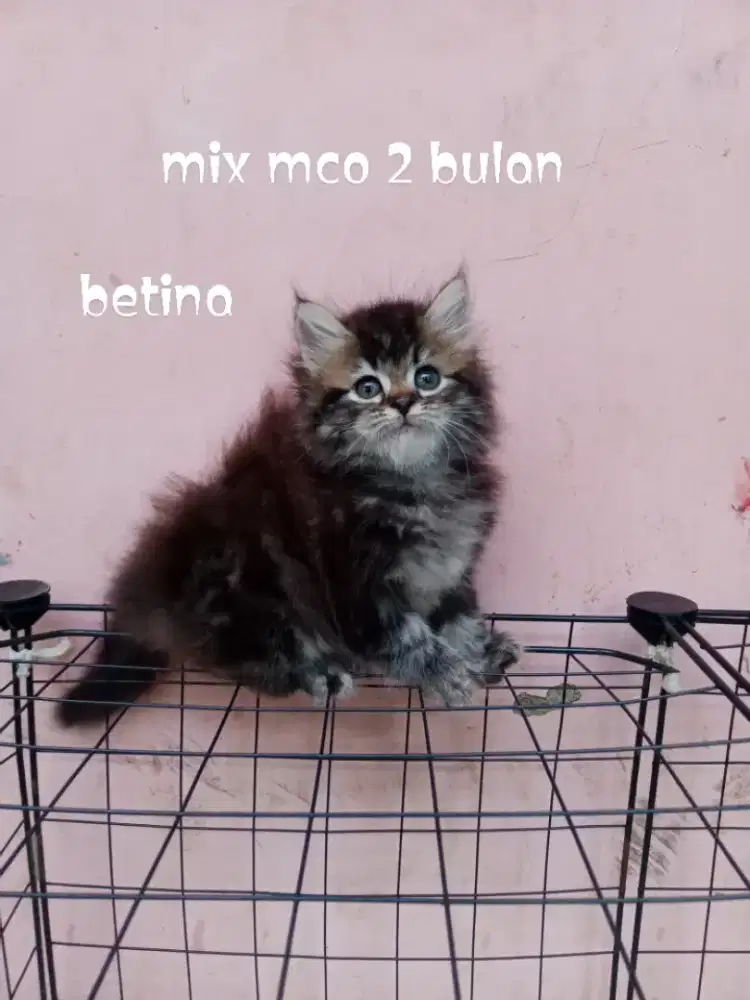 Kucing Persia mix mco