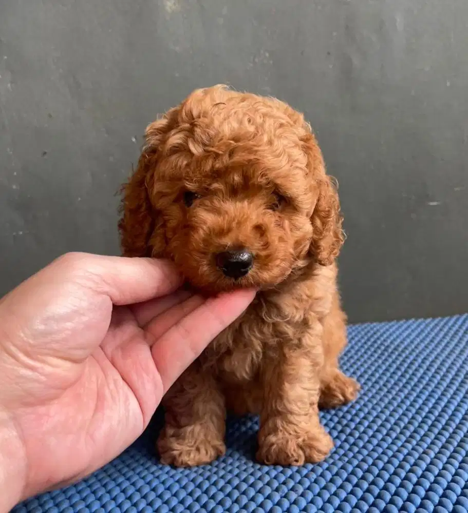 Puppies / anjing red toy poodle cute