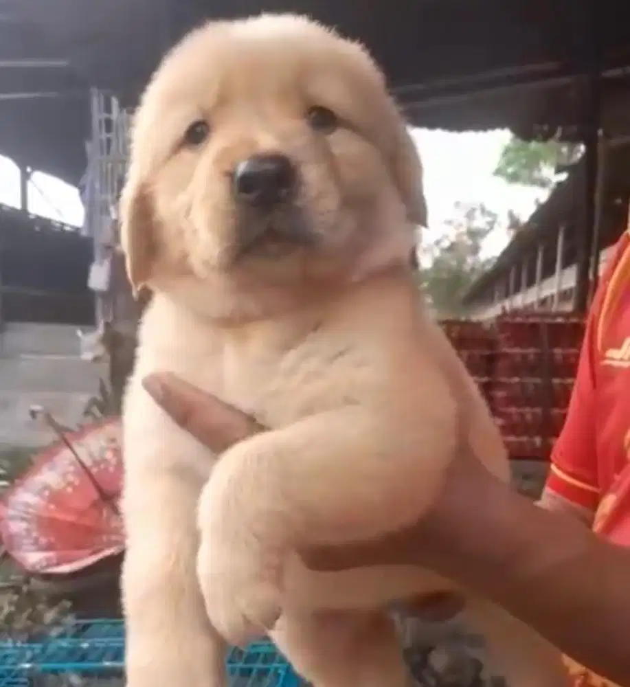 Puppies / anjing golden ret (jantan)
