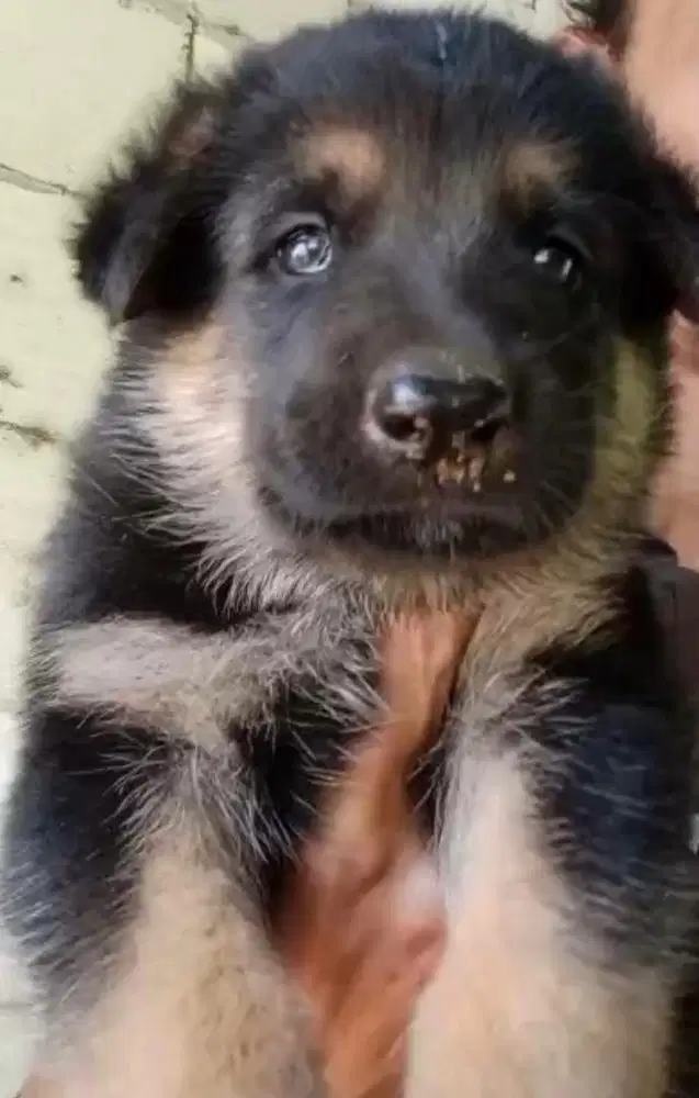 Puppies / anjing herder jantan