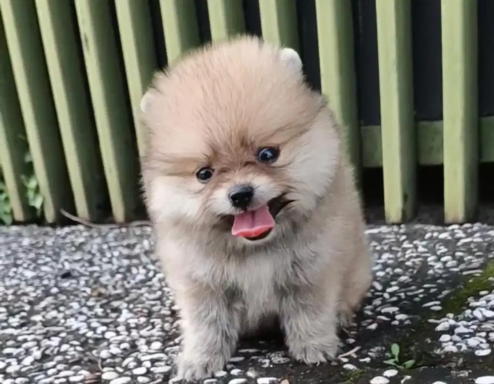 Puppies / anjing minipom betina cute