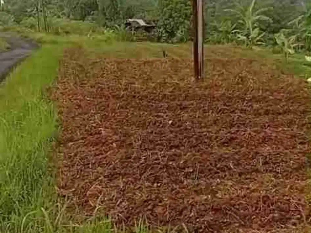 jual tanah murah LT 2ha, shm,  nempel jln desa