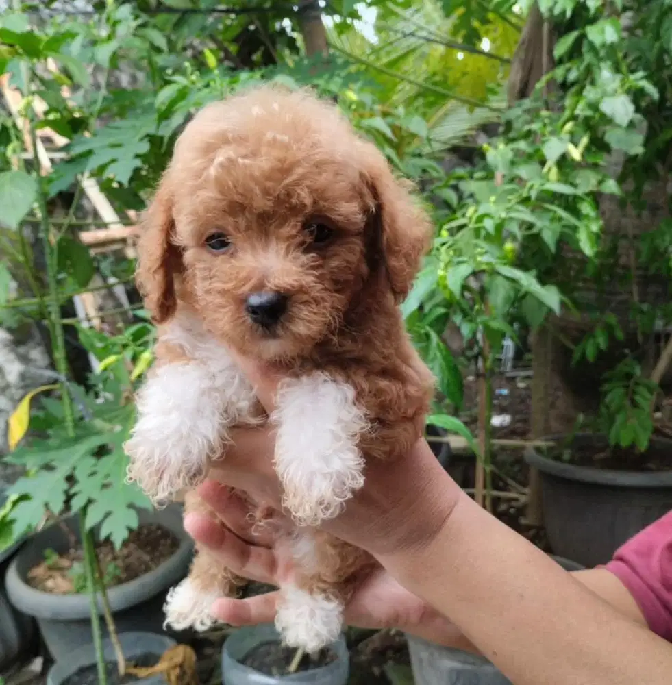 Puppies / anjing toy poodle missmark