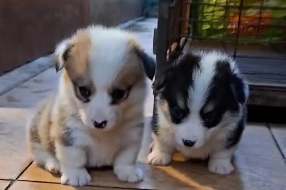 Puppies / anjing welsh corgi betina