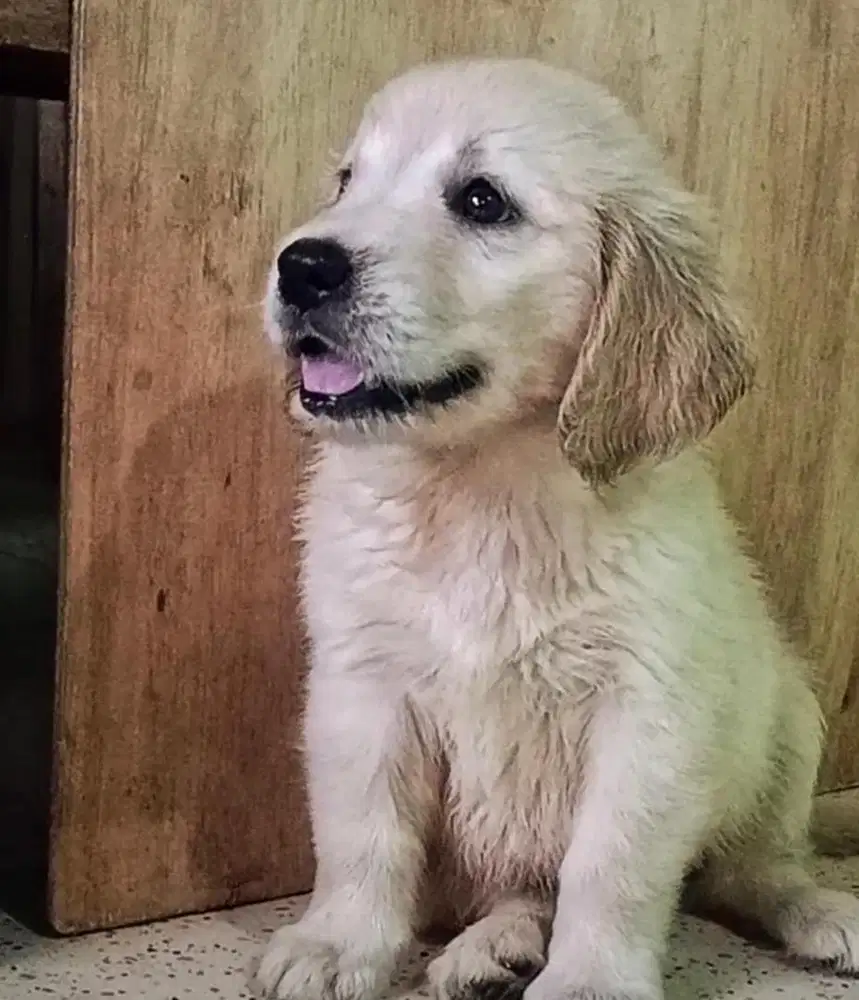 Puppies / anjing golden betina cute