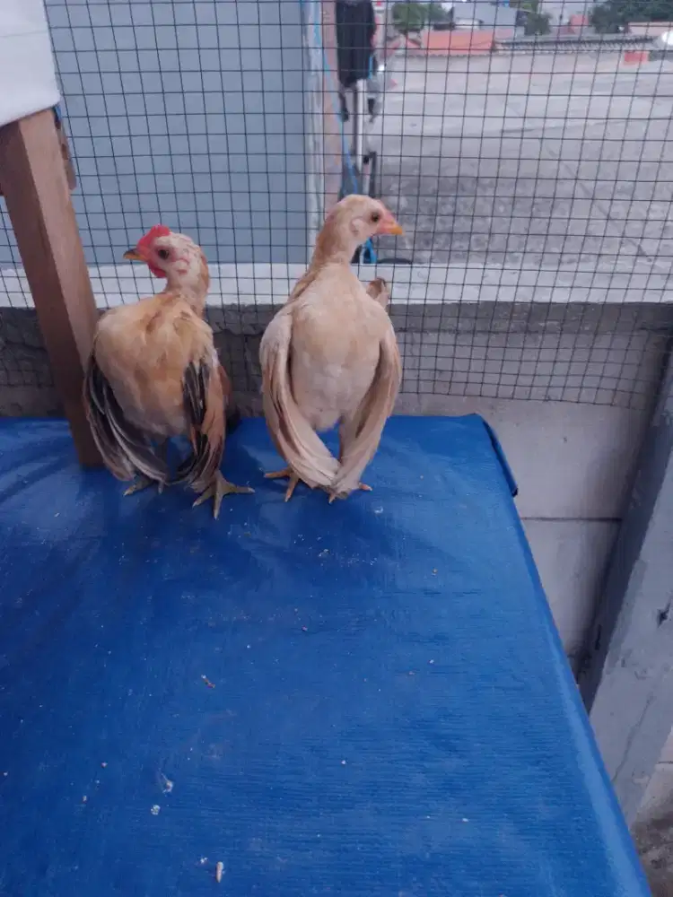 Ayam serama ori size A remaja