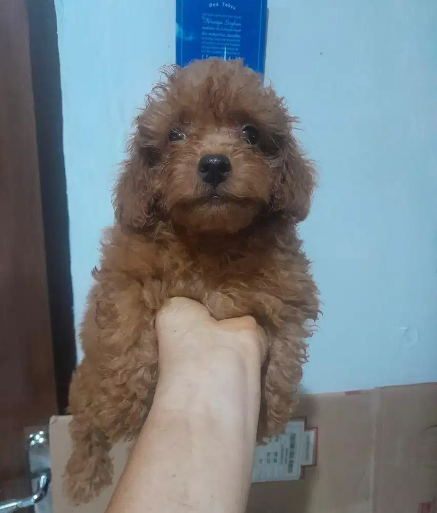 Puppies / anjing red toy poodle betina