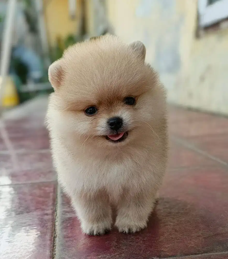 Puppies / anjing minipom jantan