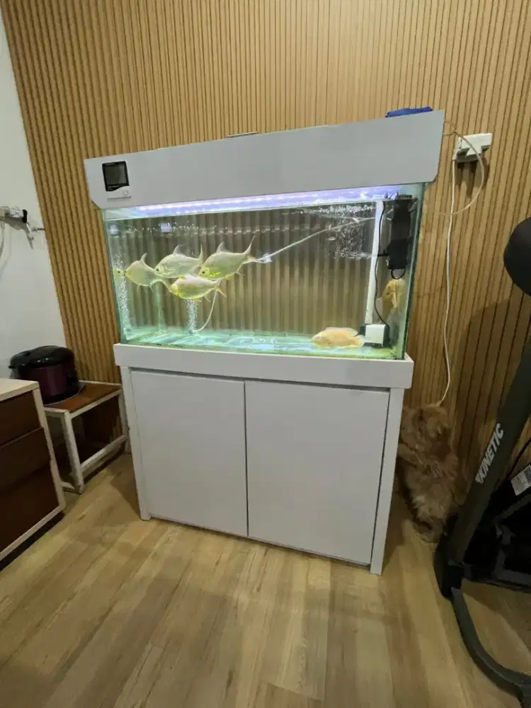 Aquarium murah aquarium estetik full set