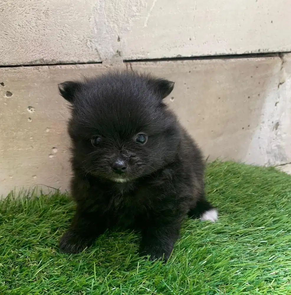 Puppies / anjing minipom betina