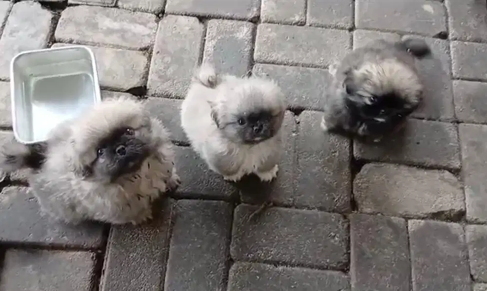Puppies / anjing pekingese cute