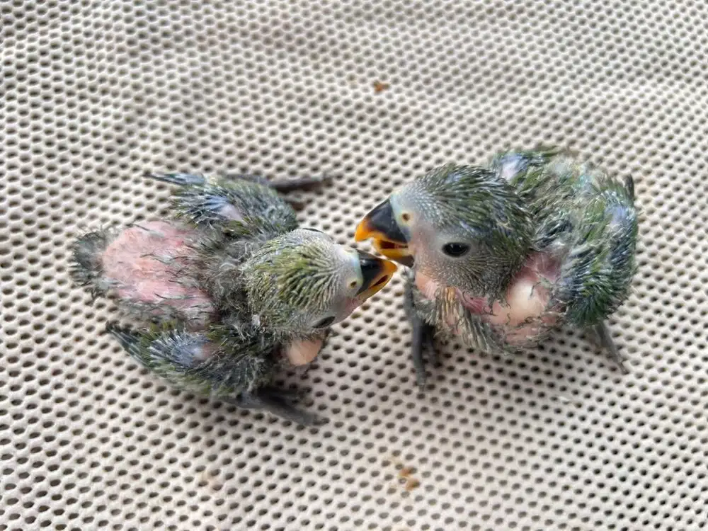 Lolohan lovebird klep dan nonklep