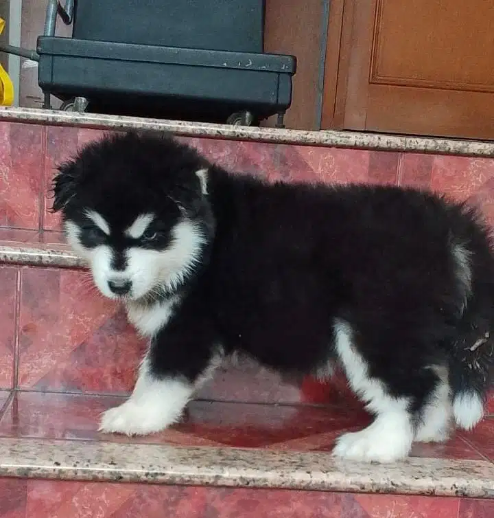 Puppies / anjing alaskan malamute betina