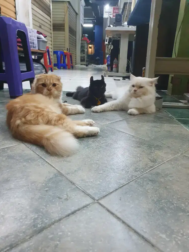 Kucing  jantan  birahi