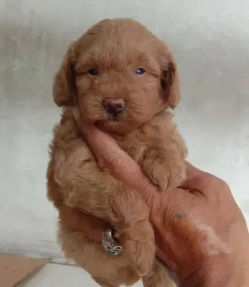 Puppies / anjing maltipoo jantan