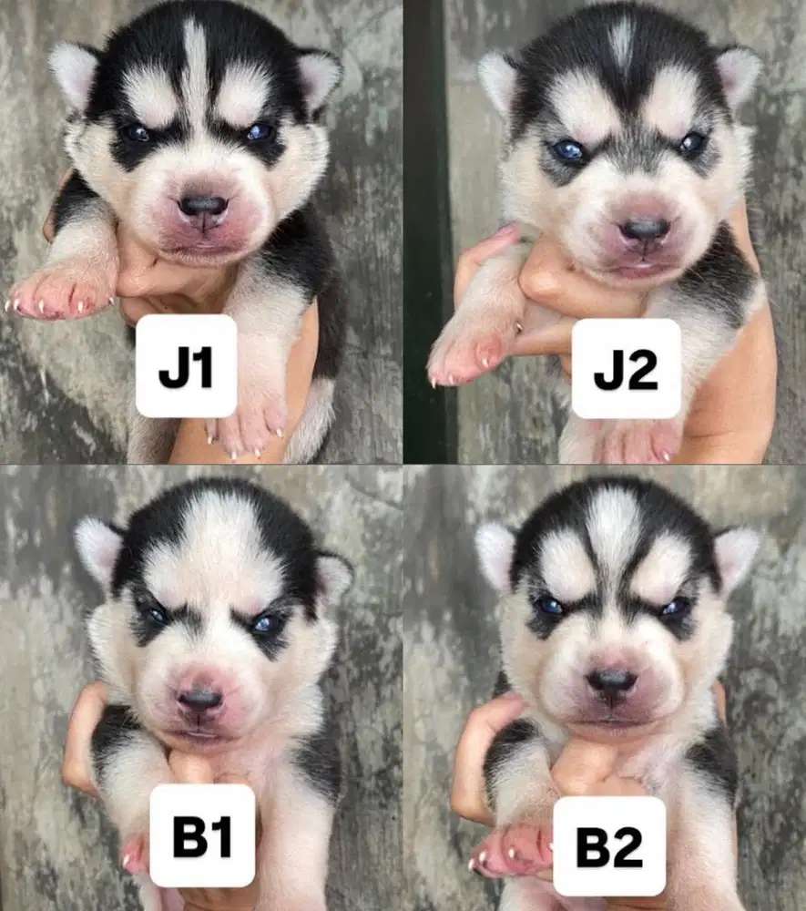 Anjing / puppies siberian husky cute