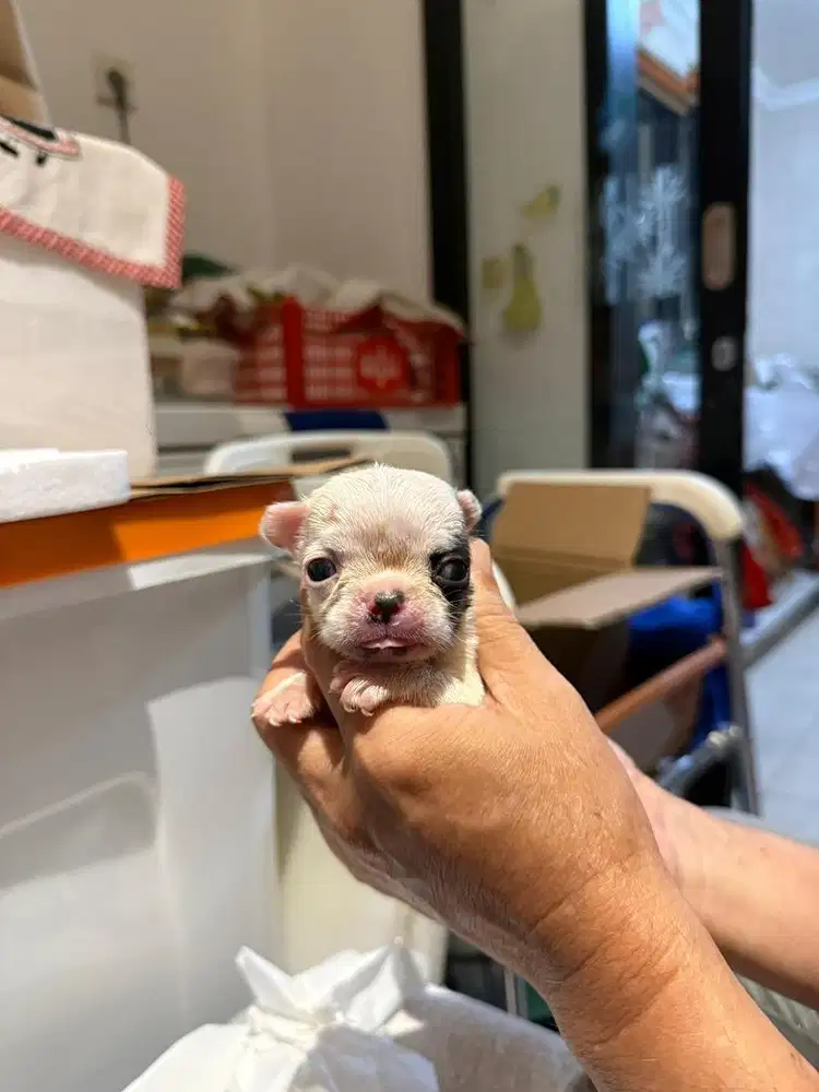 Anjing / puppies french bulldog jantan