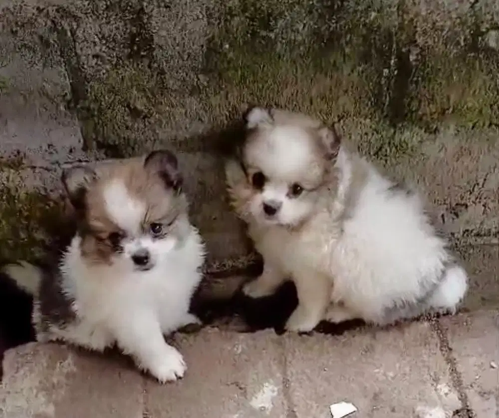 Puppies / anjing minipom partycolor