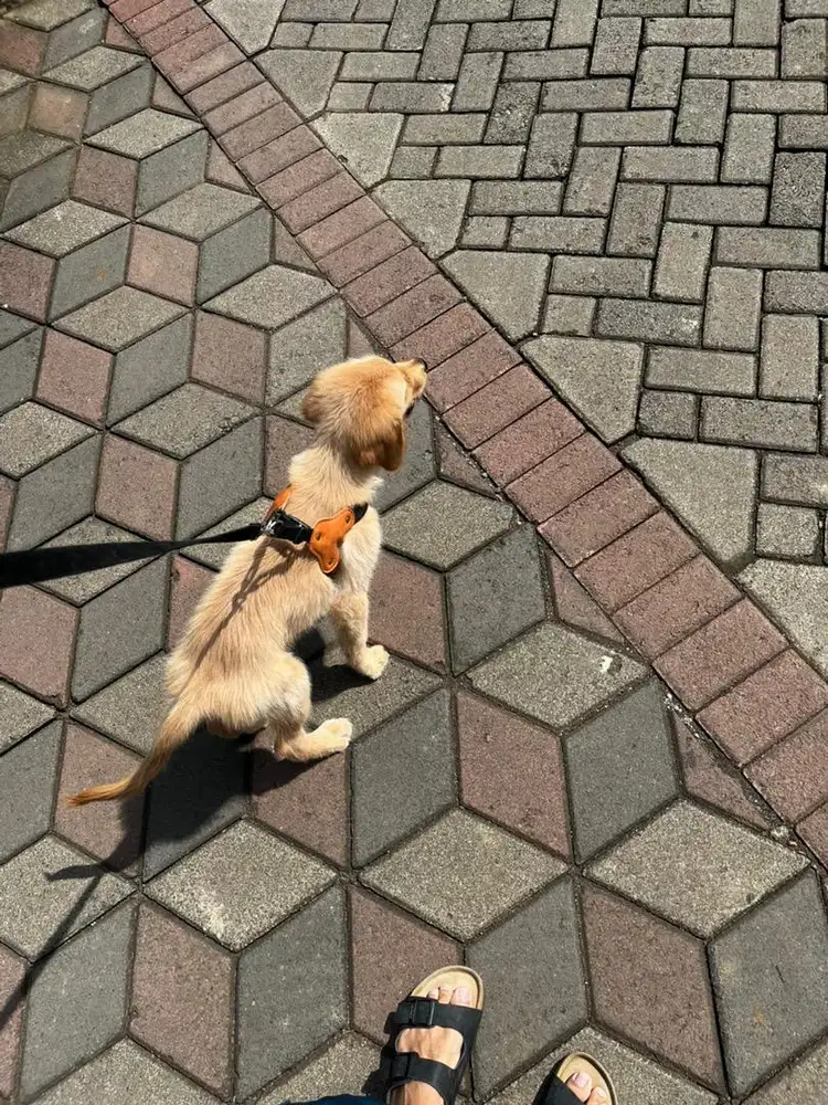 Anjing Golden, jantan