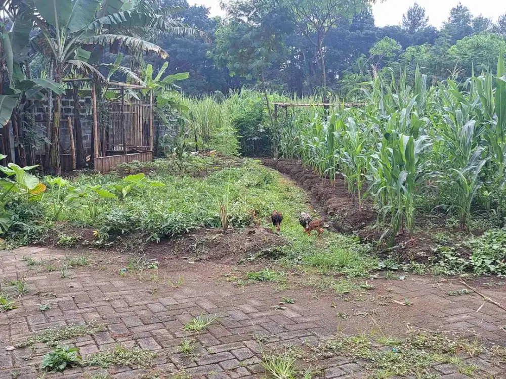 Tanah Strategis dekat Jalan Raya Losari Singosari