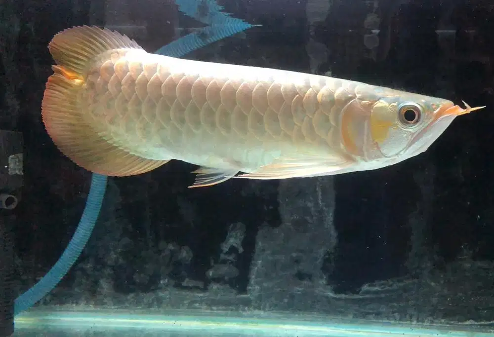 Ikan Arwana Super Red Uniqe