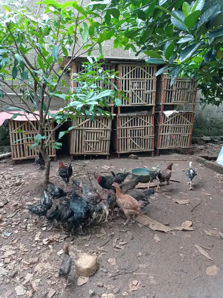 Jual Ayam kub 2