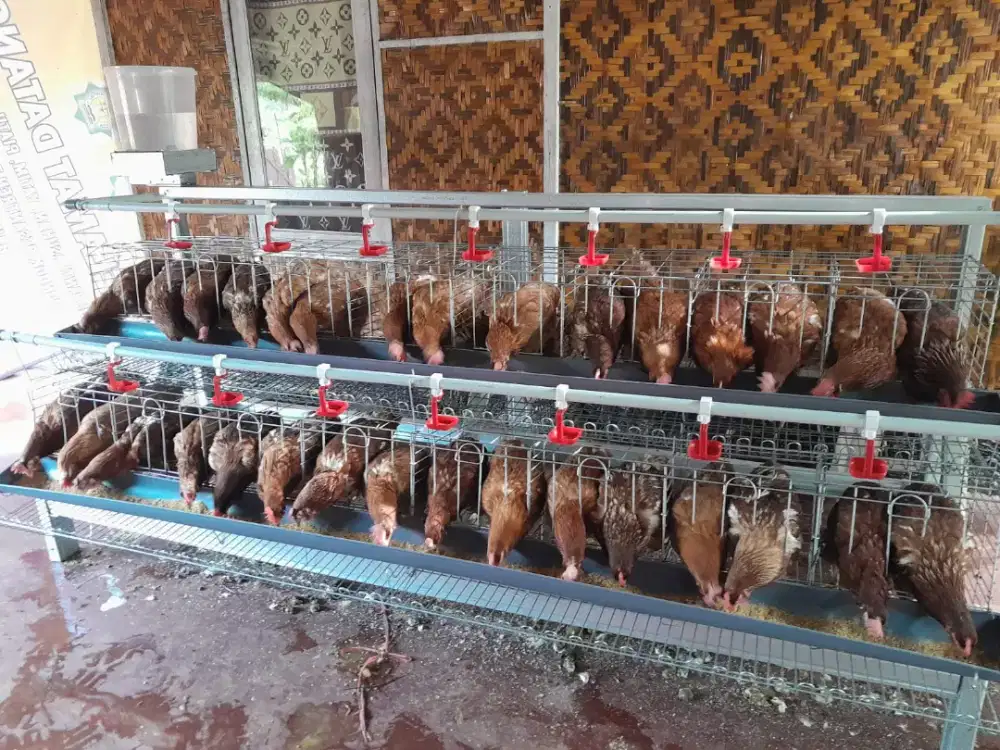 Ayam petelur siap produksi